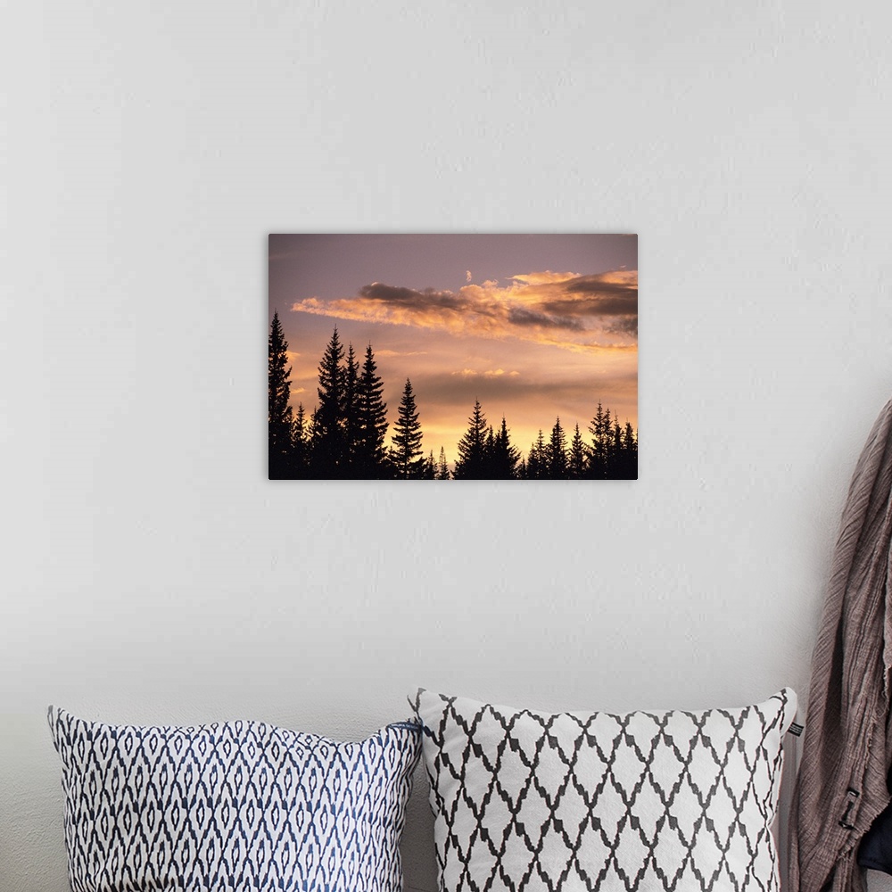 A bohemian room featuring Pine trees at sunset