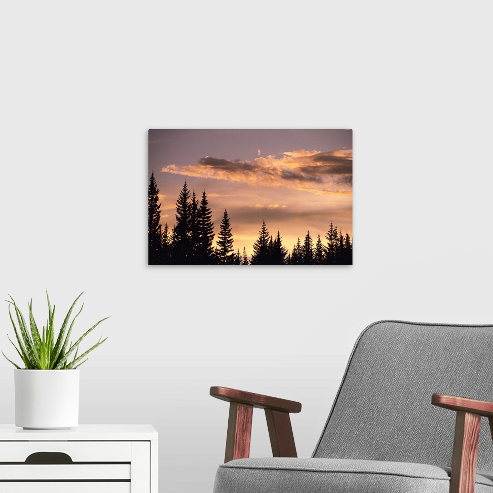A modern room featuring Pine trees at sunset