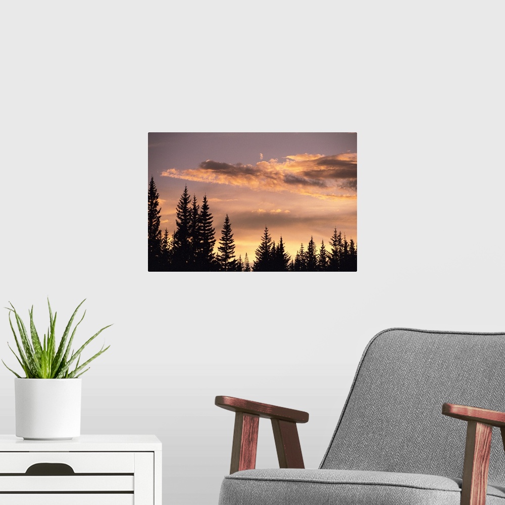A modern room featuring Pine trees at sunset