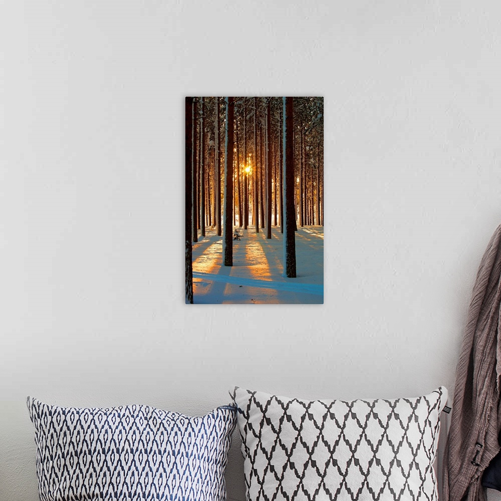 A bohemian room featuring Pine trees with snowy landscape at sunset in winter.