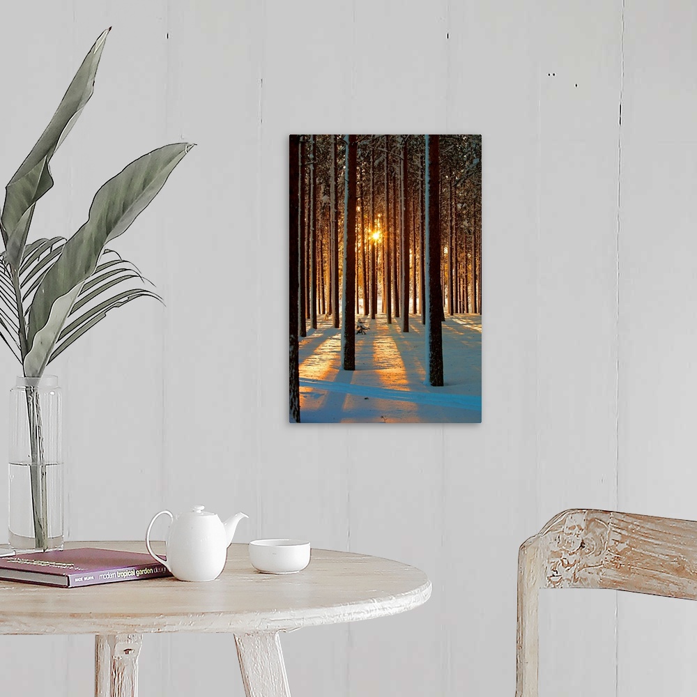 A farmhouse room featuring Pine trees with snowy landscape at sunset in winter.