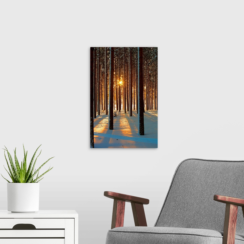 A modern room featuring Pine trees with snowy landscape at sunset in winter.