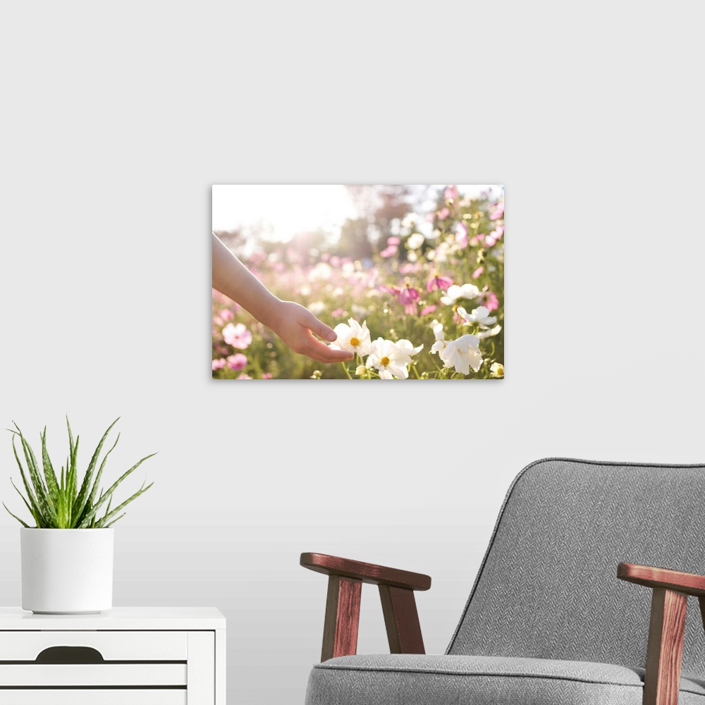 A modern room featuring Pink and white cosmos flower field with hand.