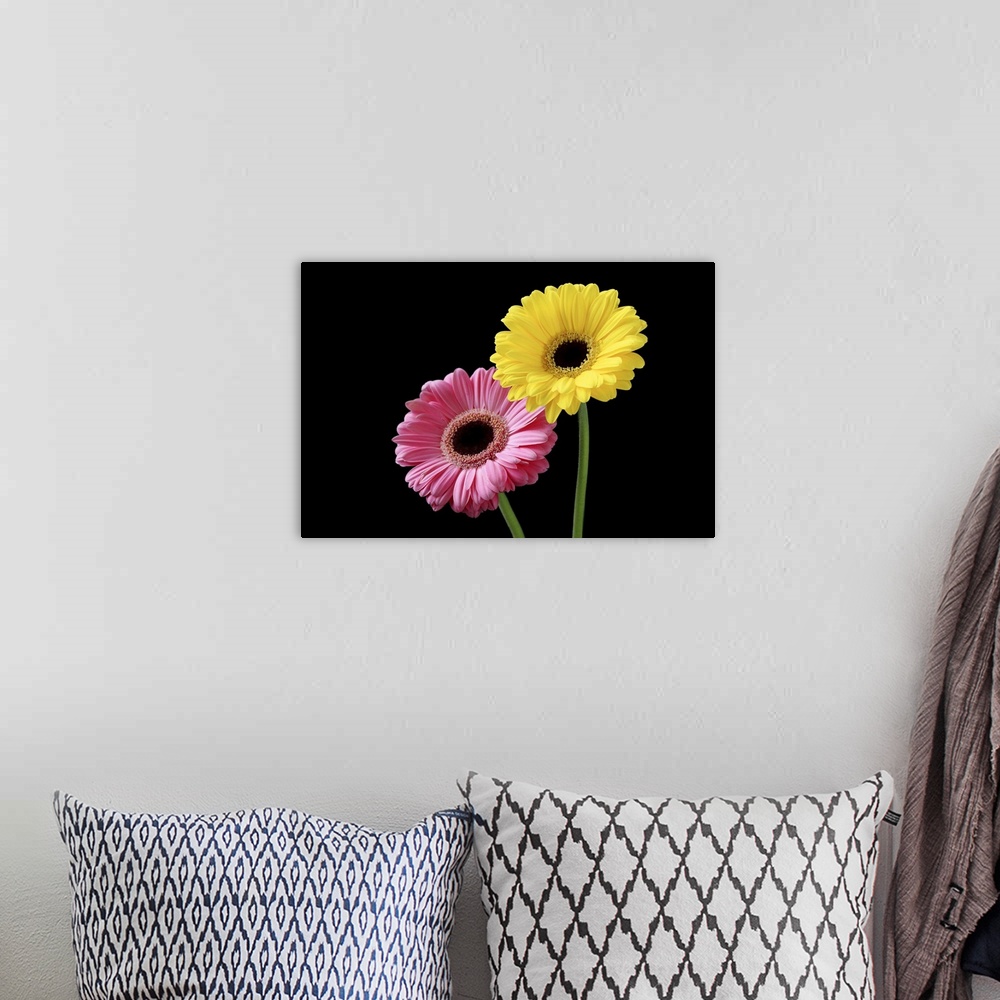 A bohemian room featuring Pink and yellow gerbera on black background, close-up.