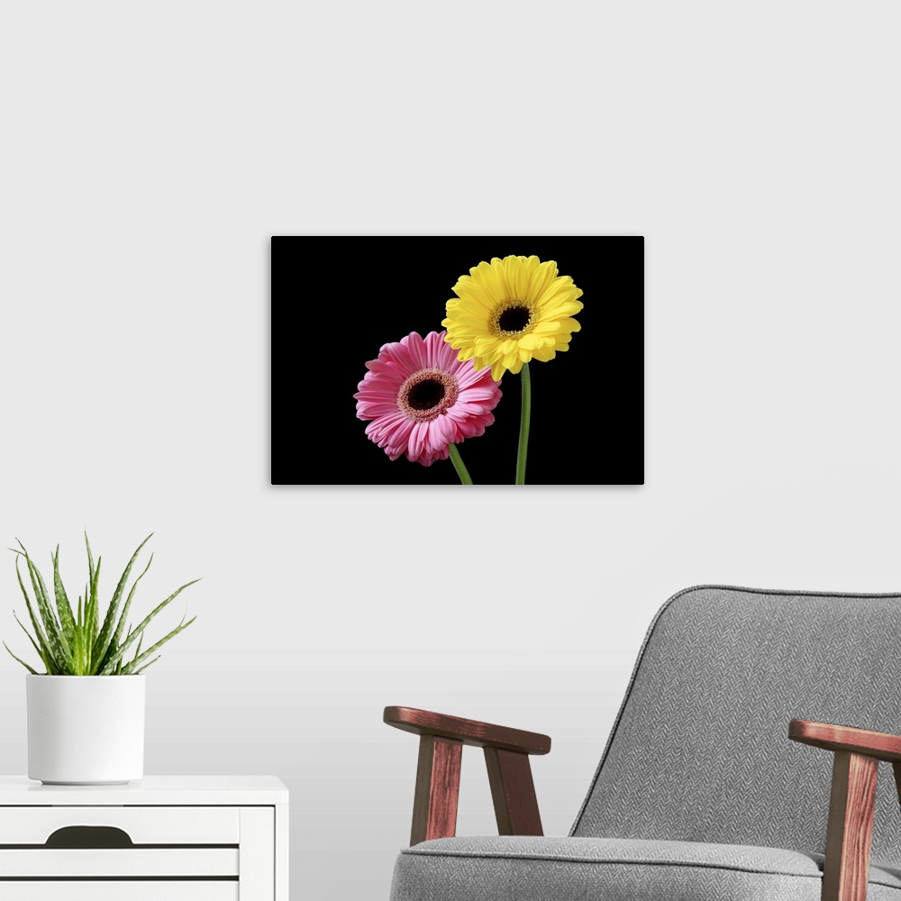 A modern room featuring Pink and yellow gerbera on black background, close-up.