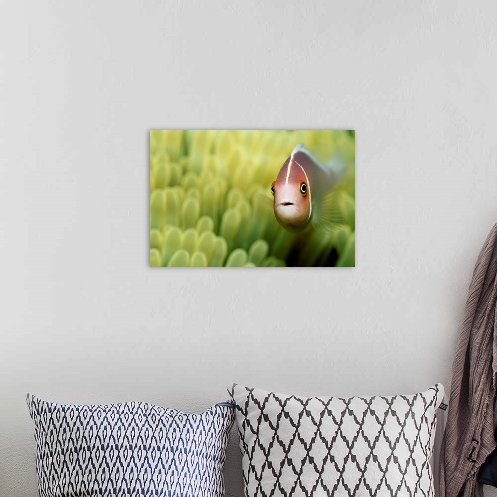 A bohemian room featuring Pink Anemone Fish Close-Up