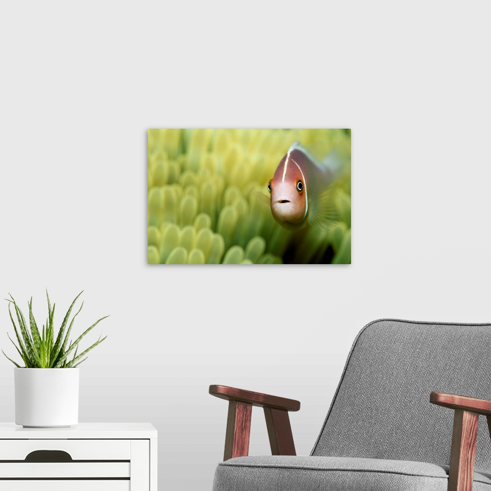 A modern room featuring Pink Anemone Fish Close-Up