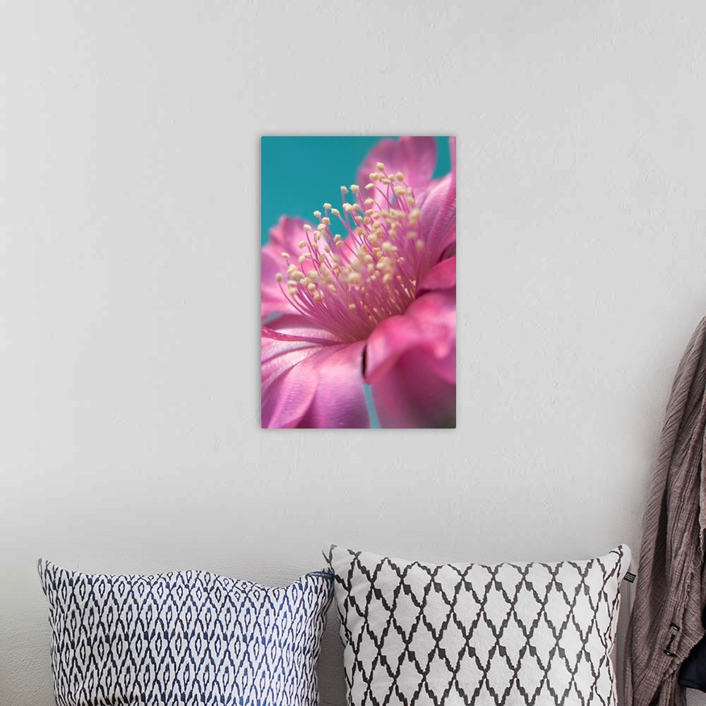 A bohemian room featuring Pink blossom on cactus plant.