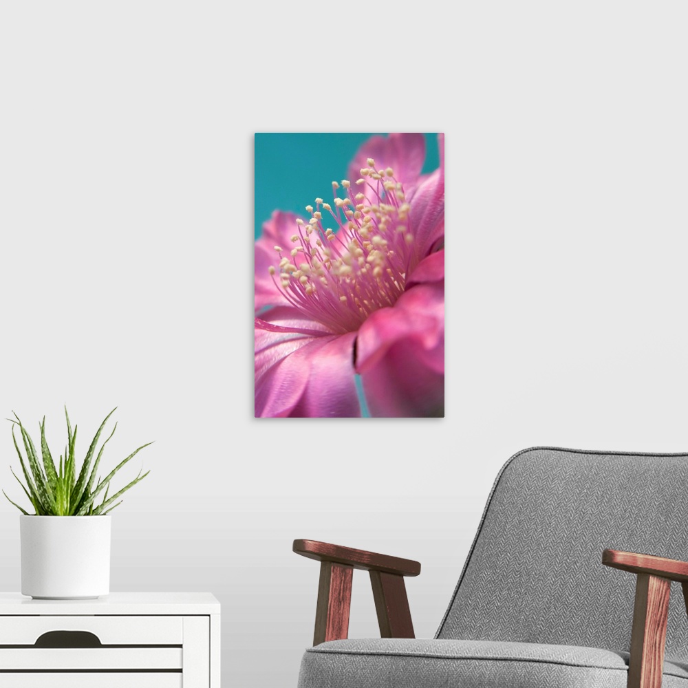 A modern room featuring Pink blossom on cactus plant.