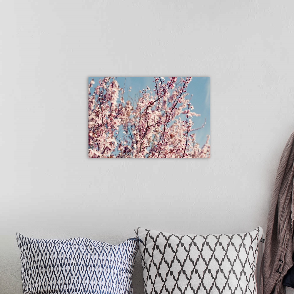 A bohemian room featuring Pink blossom trees against sky.
