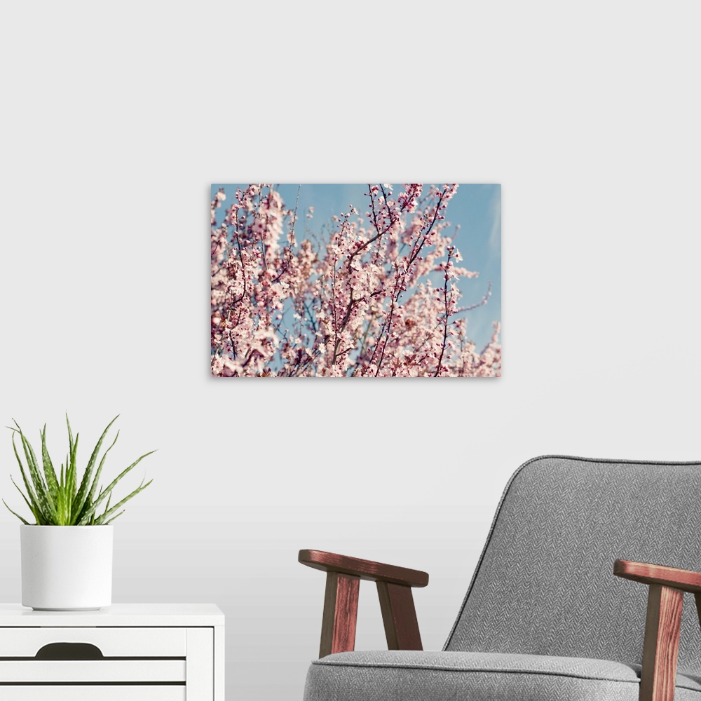 A modern room featuring Pink blossom trees against sky.