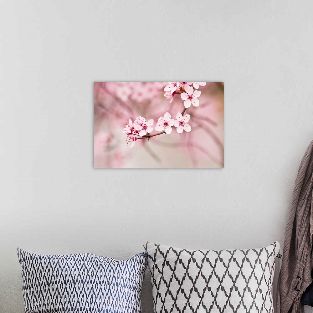 A bohemian room featuring Up-close photograph of Japanese Cherry blossoms on a branch.