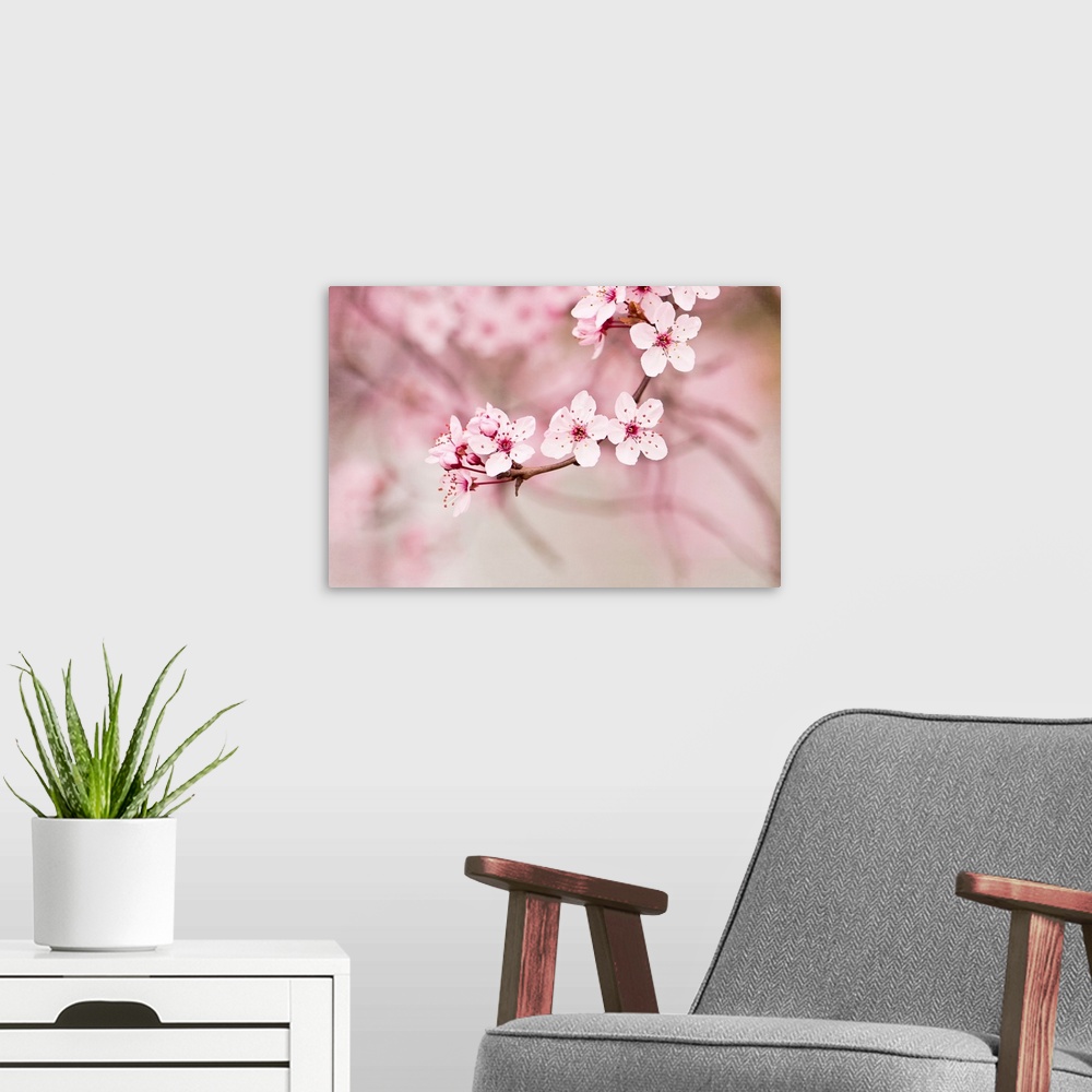 A modern room featuring Up-close photograph of Japanese Cherry blossoms on a branch.