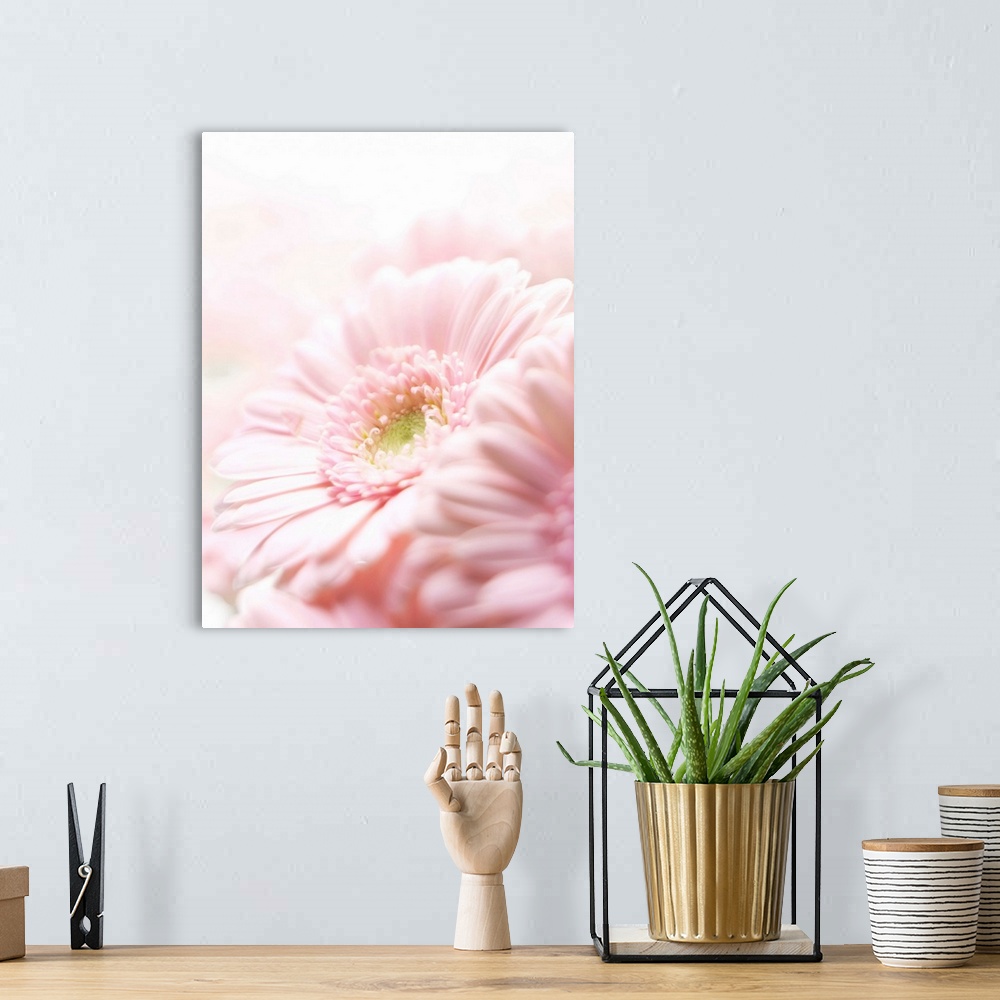 A bohemian room featuring Pink chrysanthemum