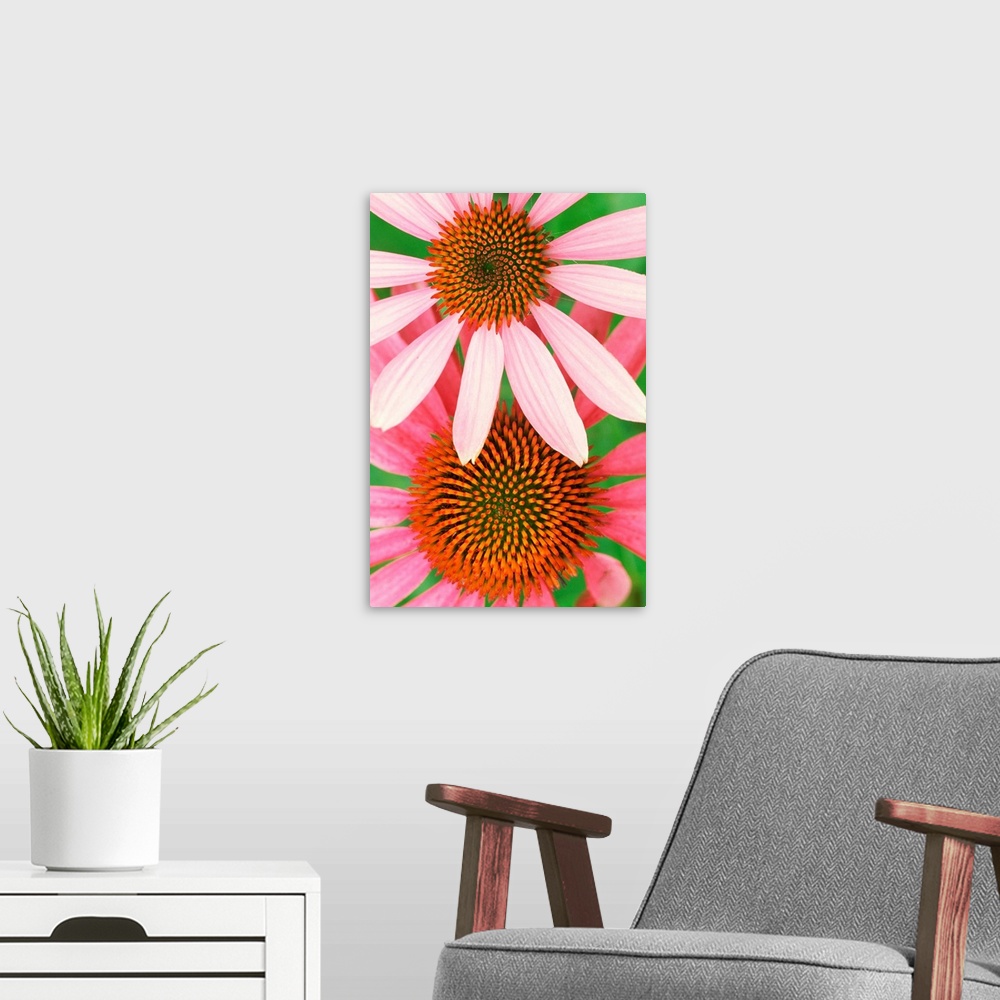 A modern room featuring Pink Cone Flowers Close-Up