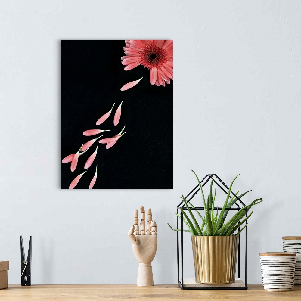 A bohemian room featuring Pink flower with petals on black background.