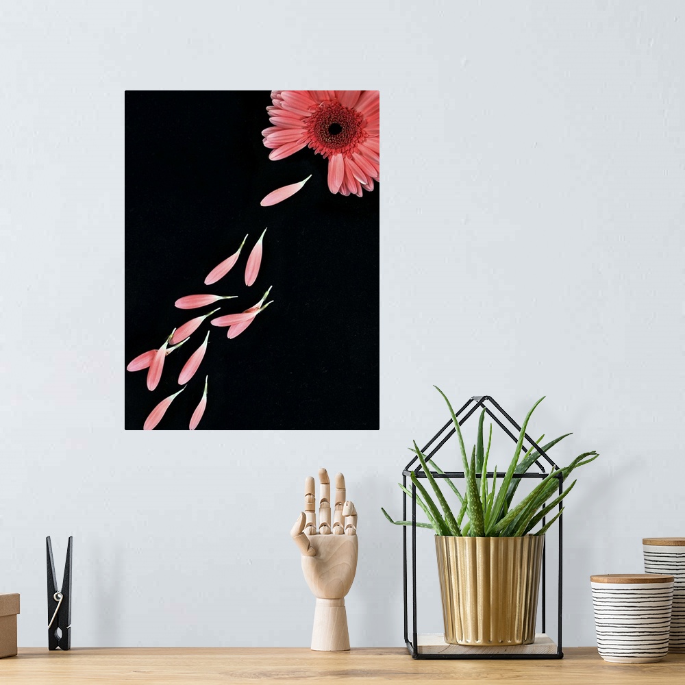 A bohemian room featuring Pink flower with petals on black background.