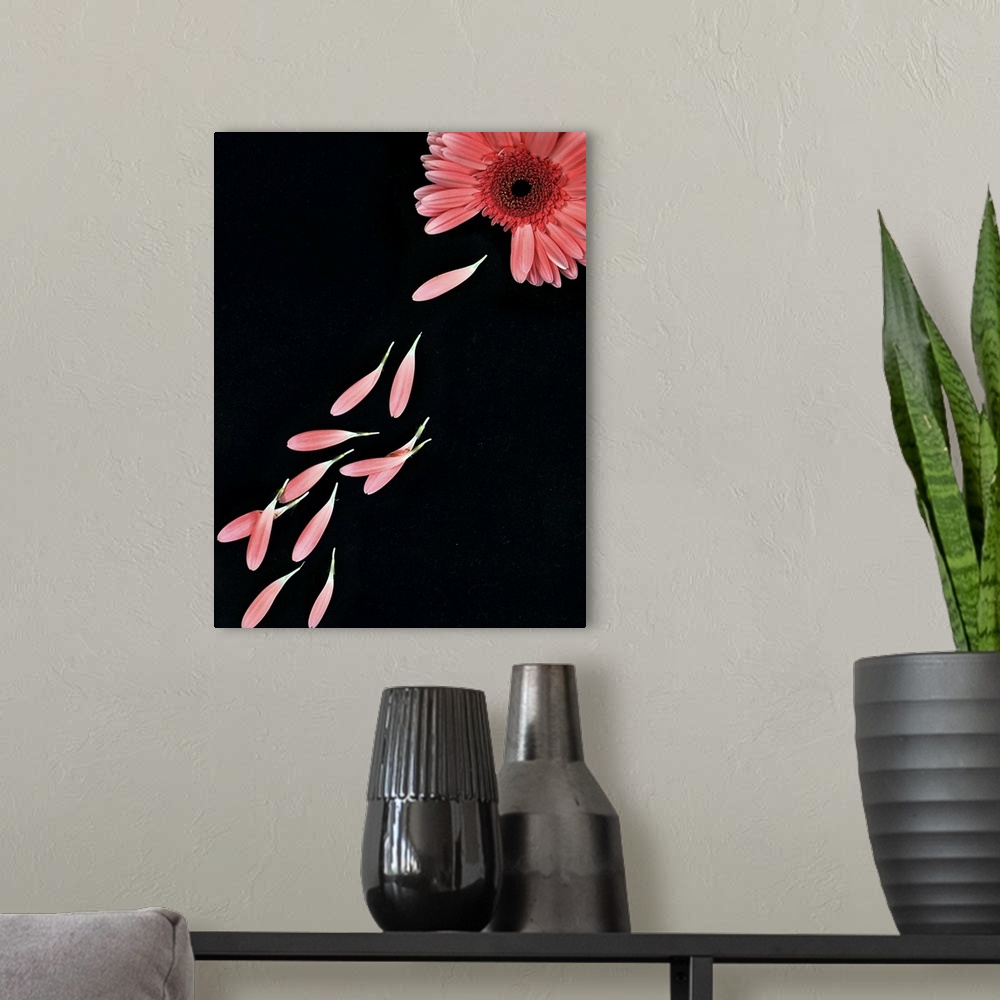 A modern room featuring Pink flower with petals on black background.