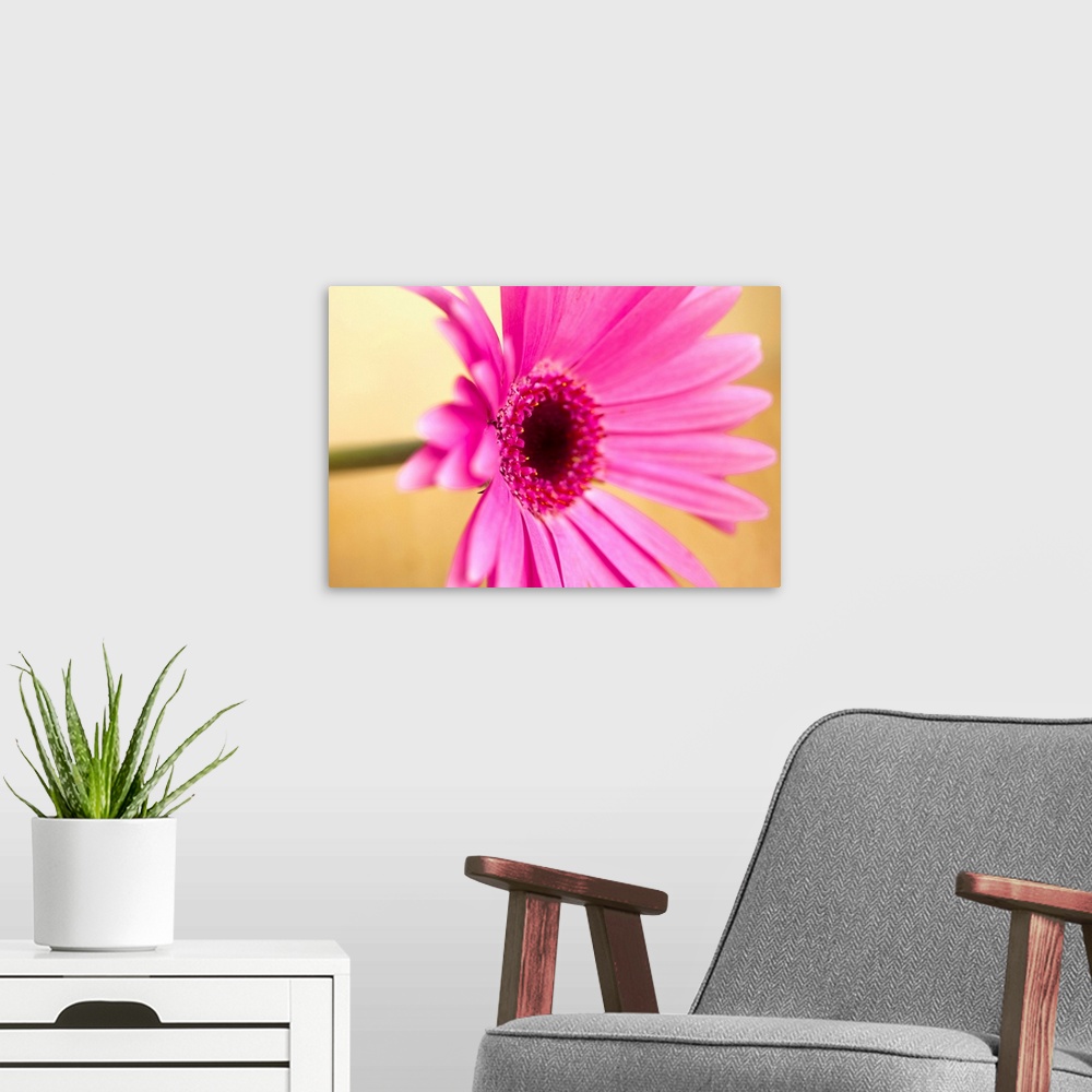A modern room featuring Pink Gerber flower, shallow dof.