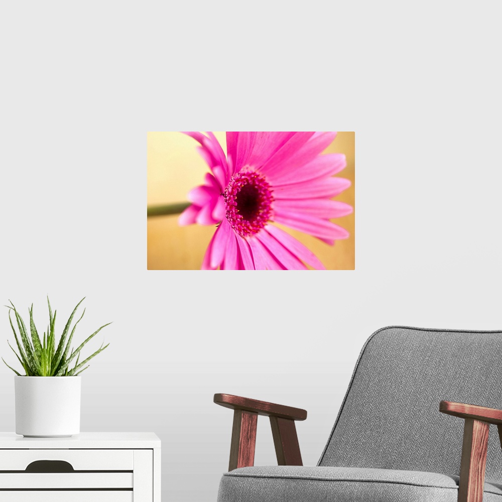 A modern room featuring Pink Gerber flower, shallow dof.