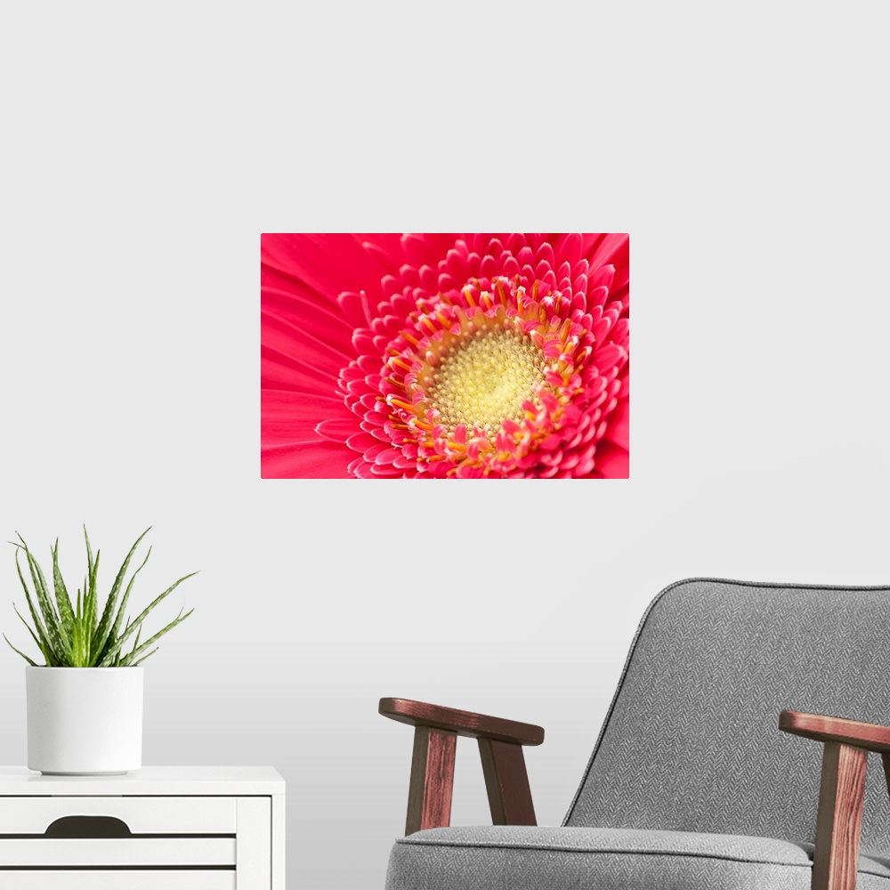 A modern room featuring Pink gerbera daisy extreme close up.
