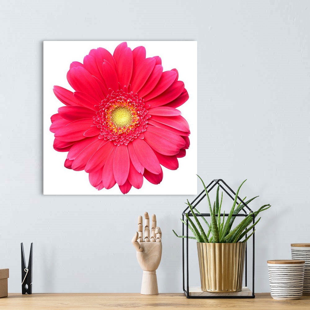 A bohemian room featuring Pink gerbera daisy isolated on white.