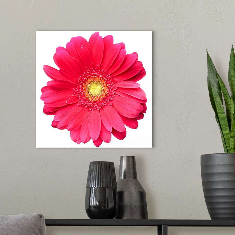 A modern room featuring Pink gerbera daisy isolated on white.