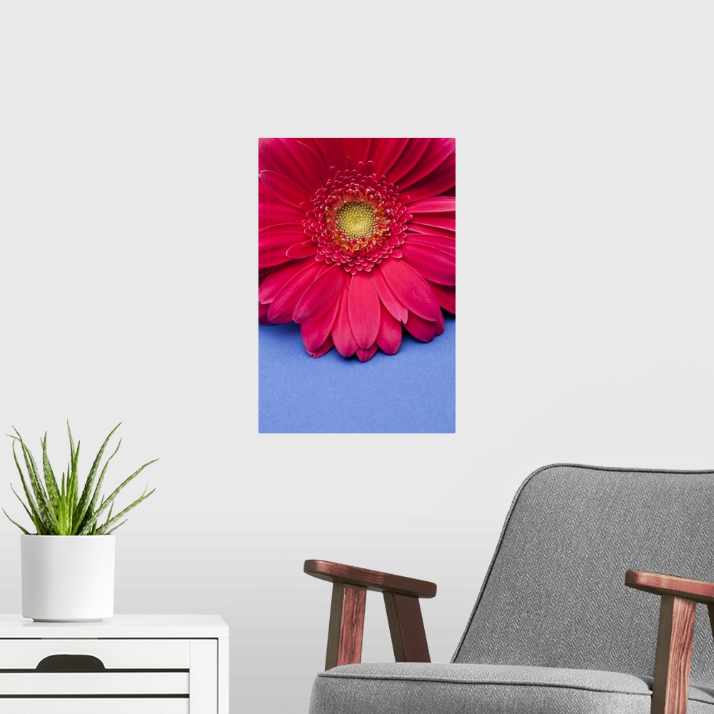 A modern room featuring Pink gerbera daisy on blue background.