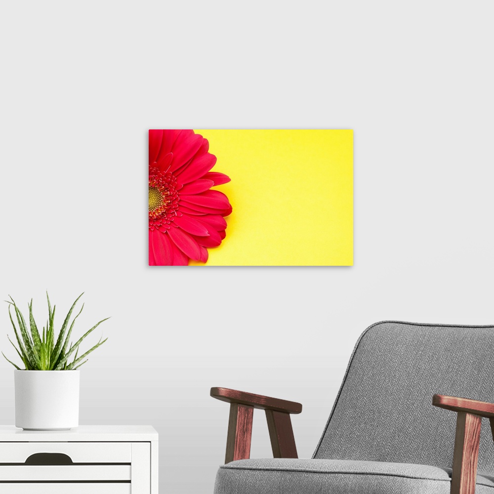 A modern room featuring Pink gerbera daisy on yellow background.