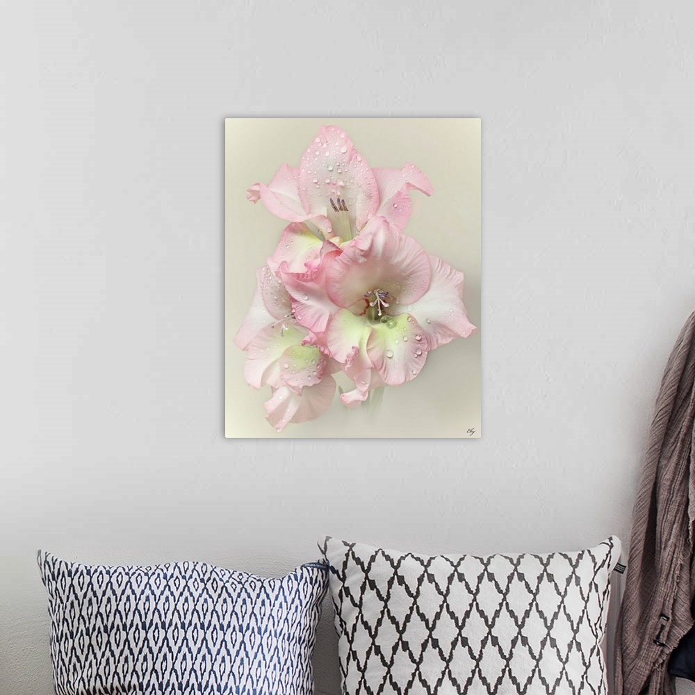 A bohemian room featuring Pink Gladiola with rain drops on light creamy grey background.
