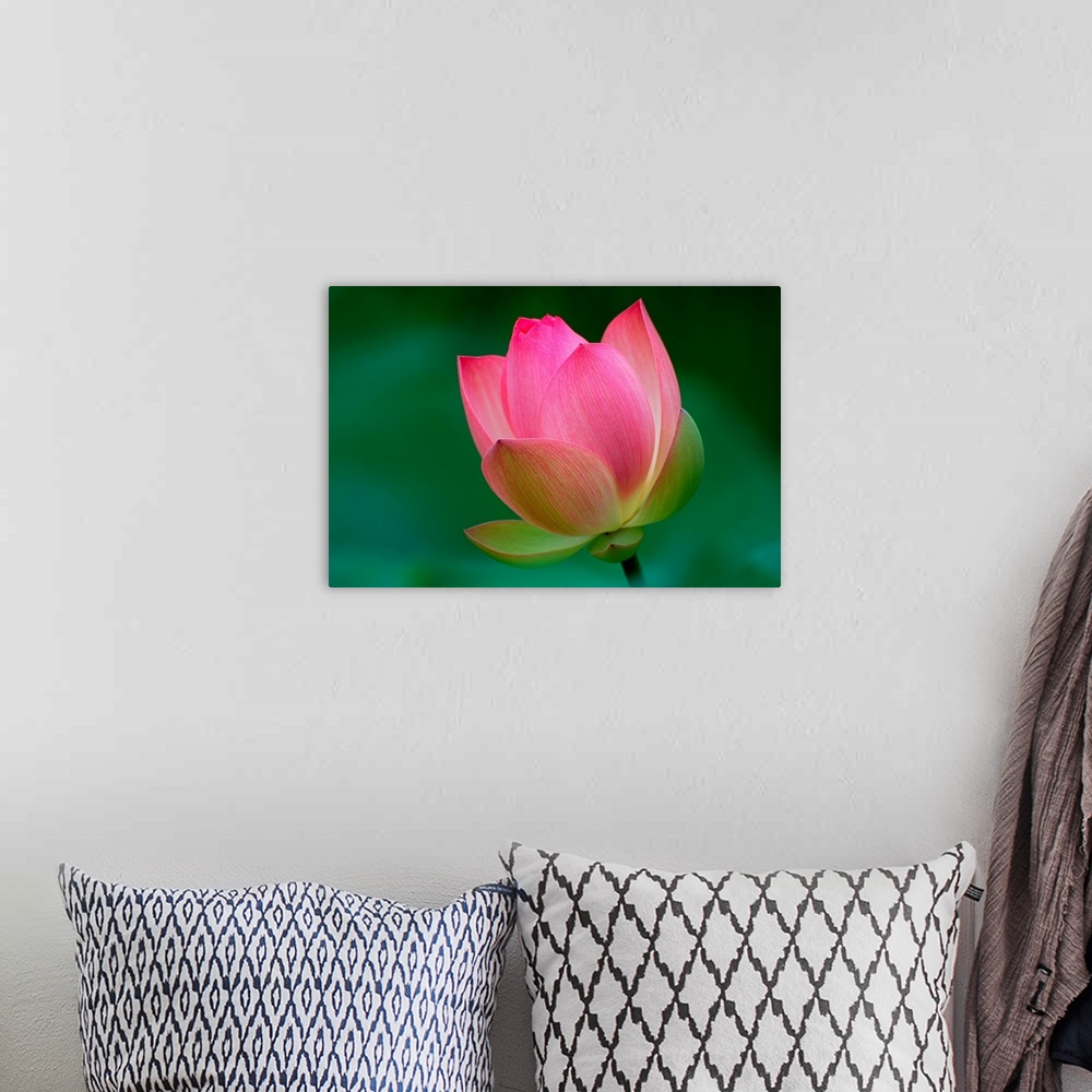 A bohemian room featuring Pink Lotus flower blossom on soft green background.