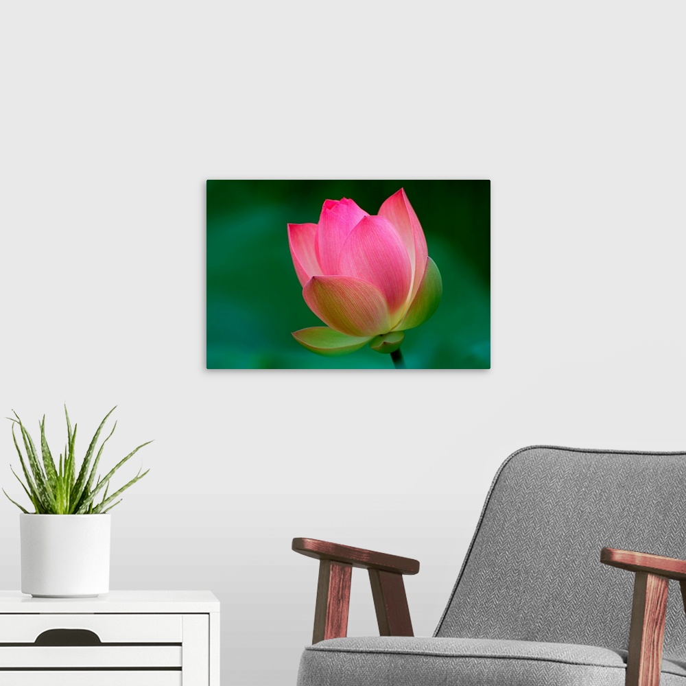 A modern room featuring Pink Lotus flower blossom on soft green background.