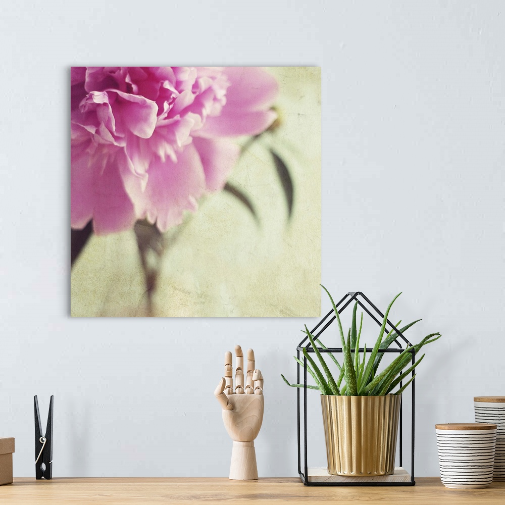 A bohemian room featuring Pink peony flower with  textured background.