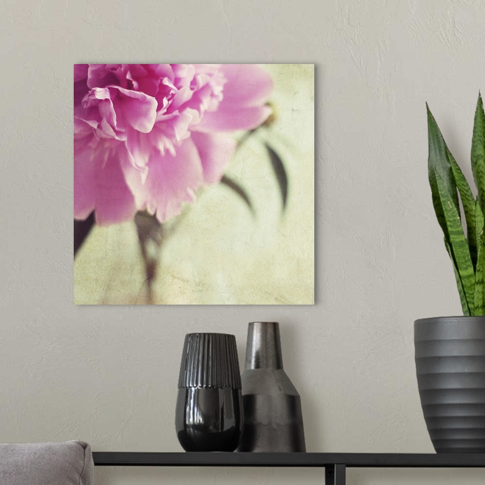 A modern room featuring Pink peony flower with  textured background.