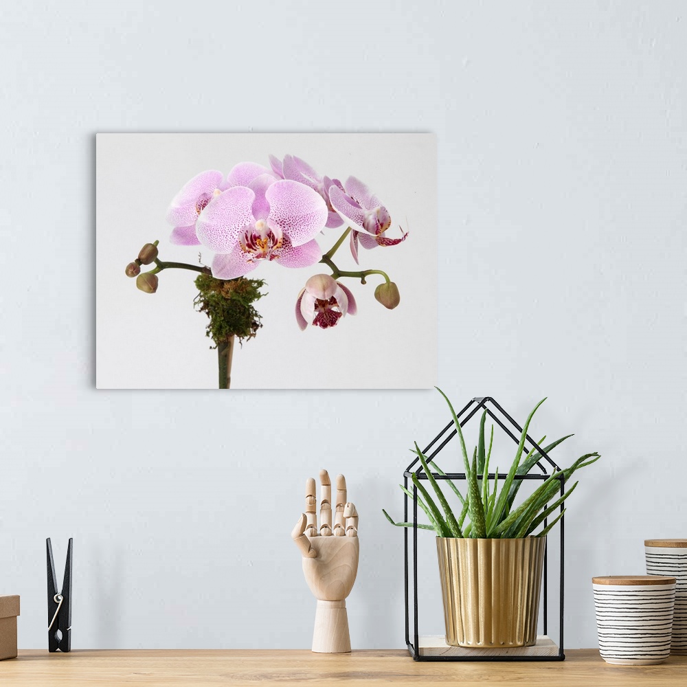 A bohemian room featuring Pink phalaenopsis orchid spray