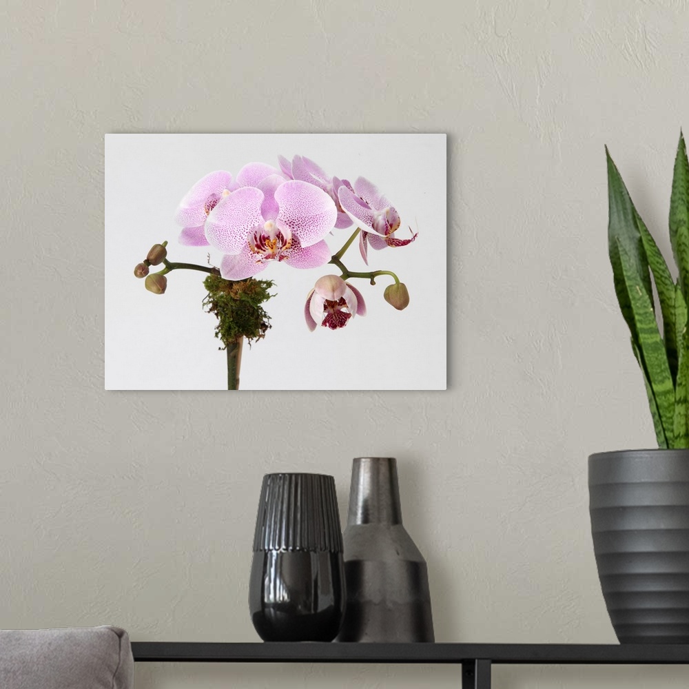 A modern room featuring Pink phalaenopsis orchid spray