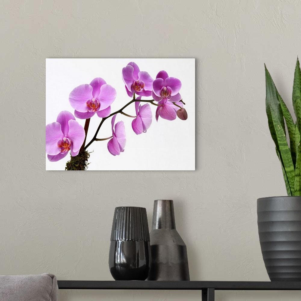 A modern room featuring Pink phalaenopsis orchid spray, possibly the hybrid Lady Jersey. These flowers bloom along the le...