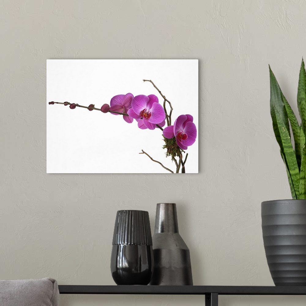 A modern room featuring Pink phalaenopsis orchid spray