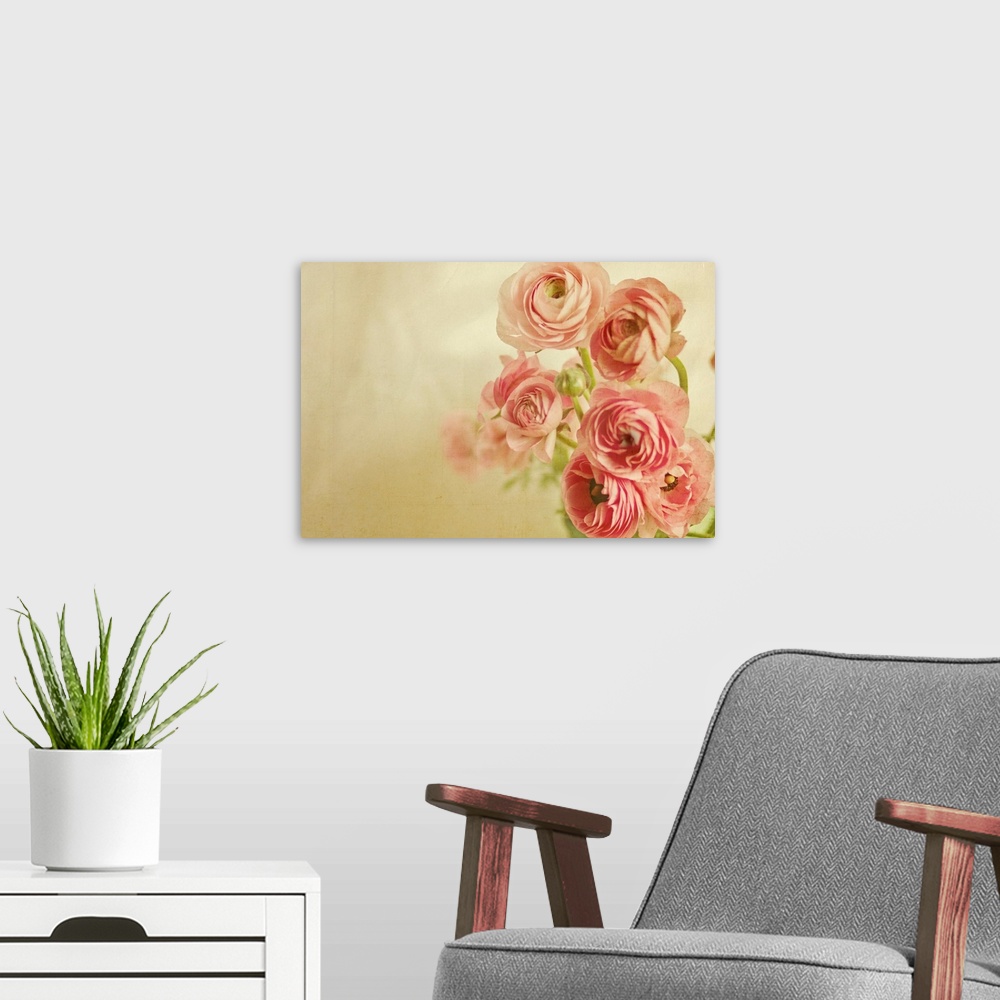 A modern room featuring Pink ranunculus bunch of flower.