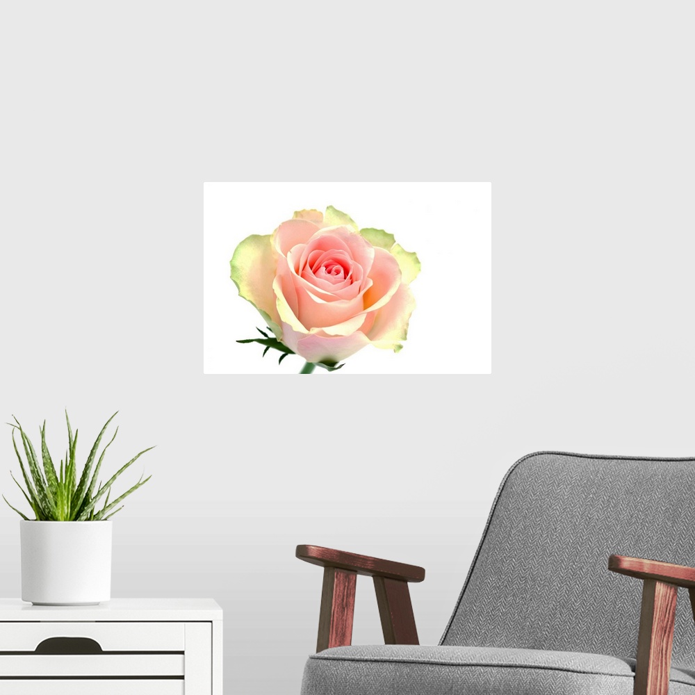 A modern room featuring Pink rose