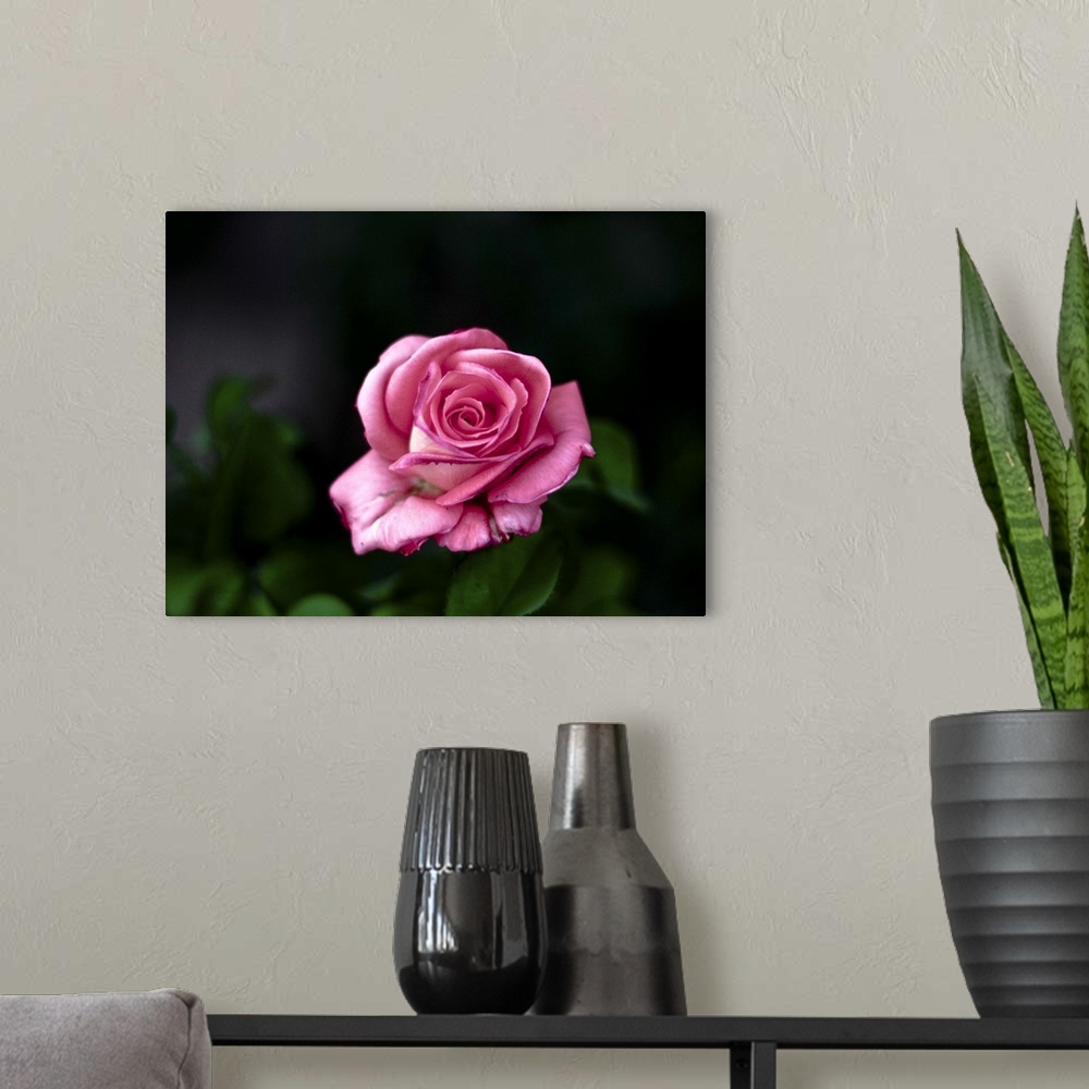 A modern room featuring Pink rose against dark background.