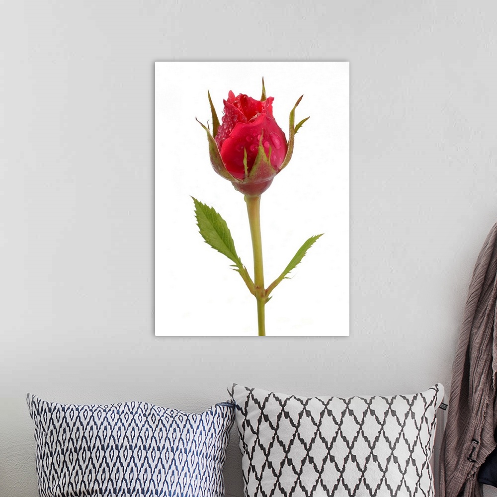 A bohemian room featuring Pink rose bud with water drops, on a white background