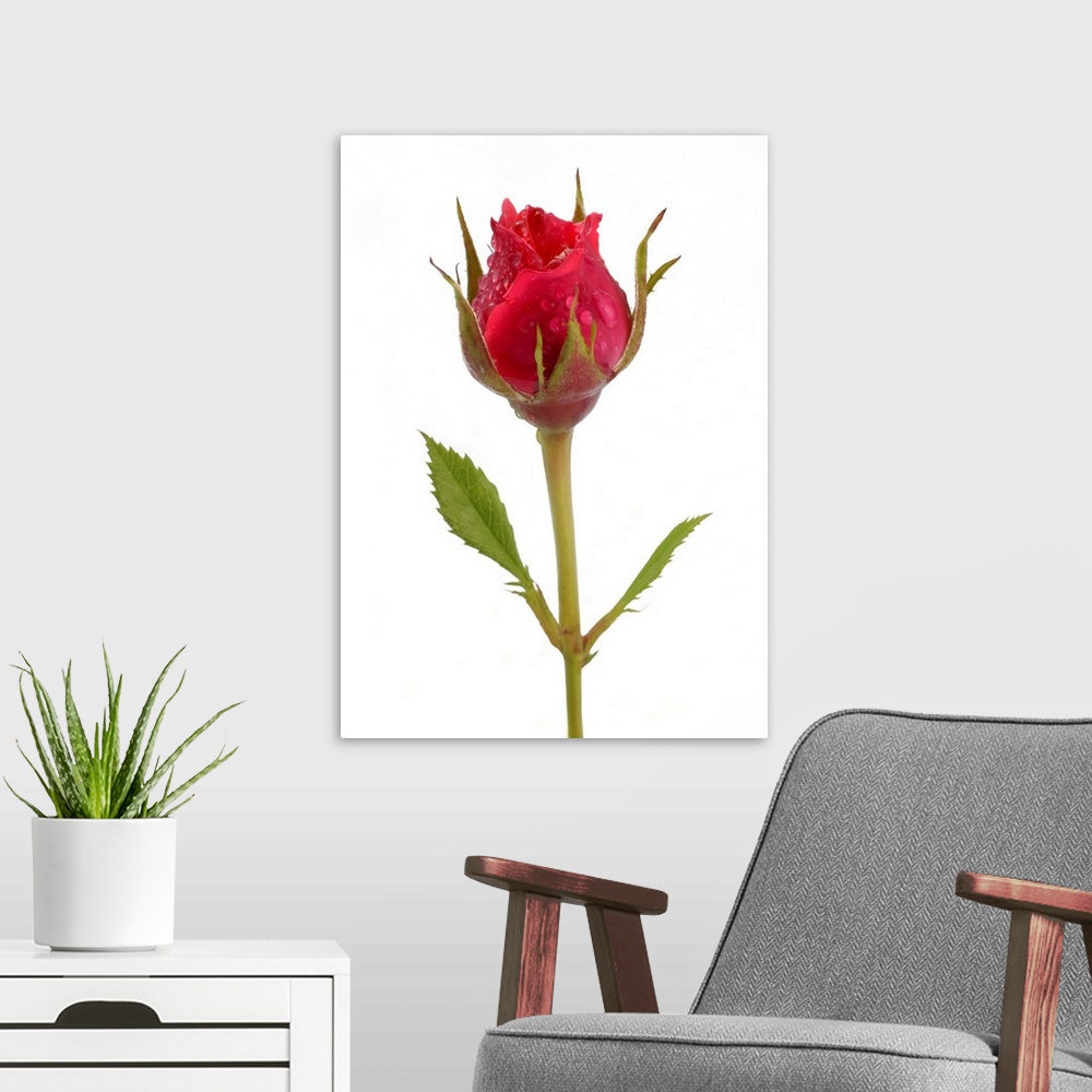 A modern room featuring Pink rose bud with water drops, on a white background