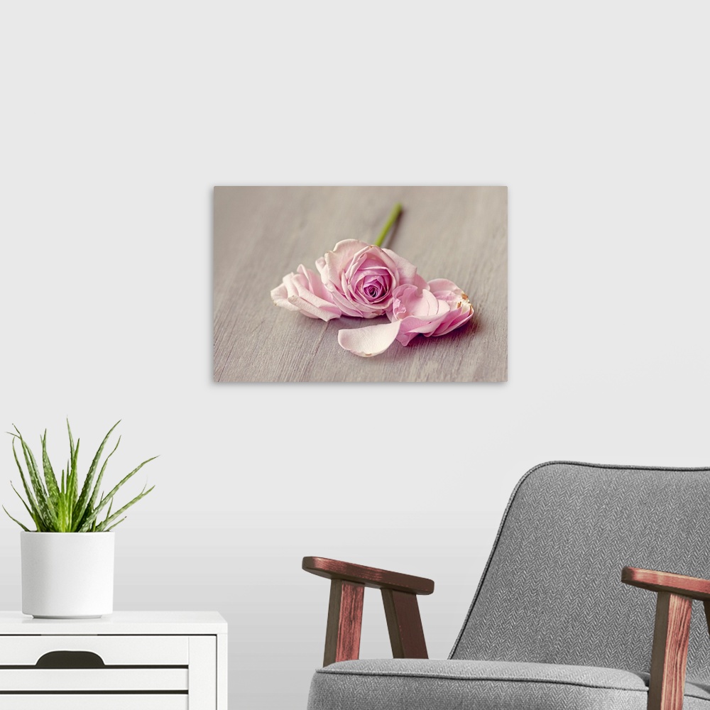 A modern room featuring Pink rose falling apart on wooden table.