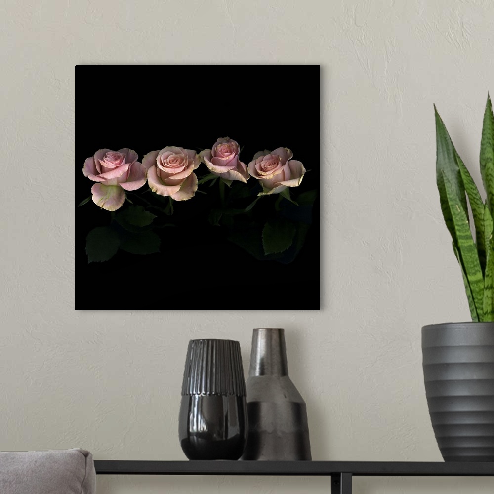 A modern room featuring Pink roses on black background.