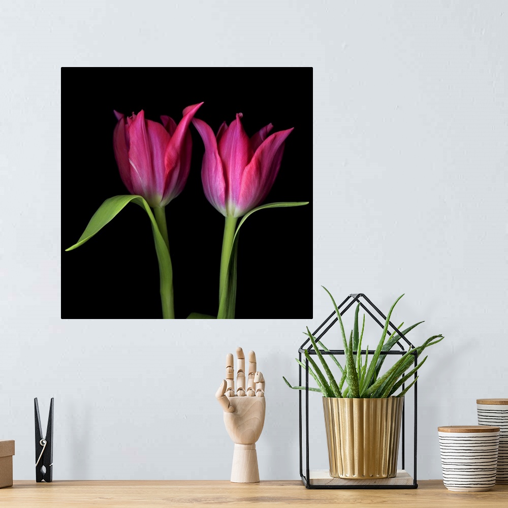 A bohemian room featuring Pink tulips flowers against black background.