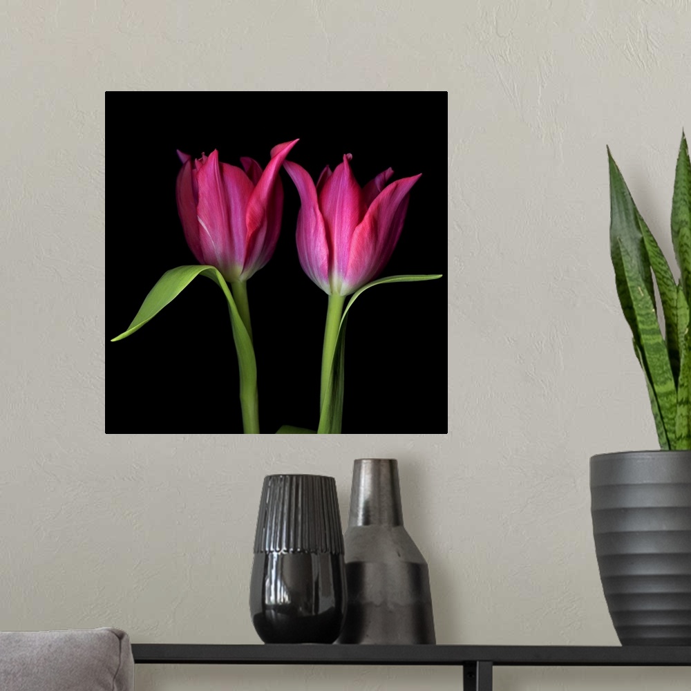 A modern room featuring Pink tulips flowers against black background.