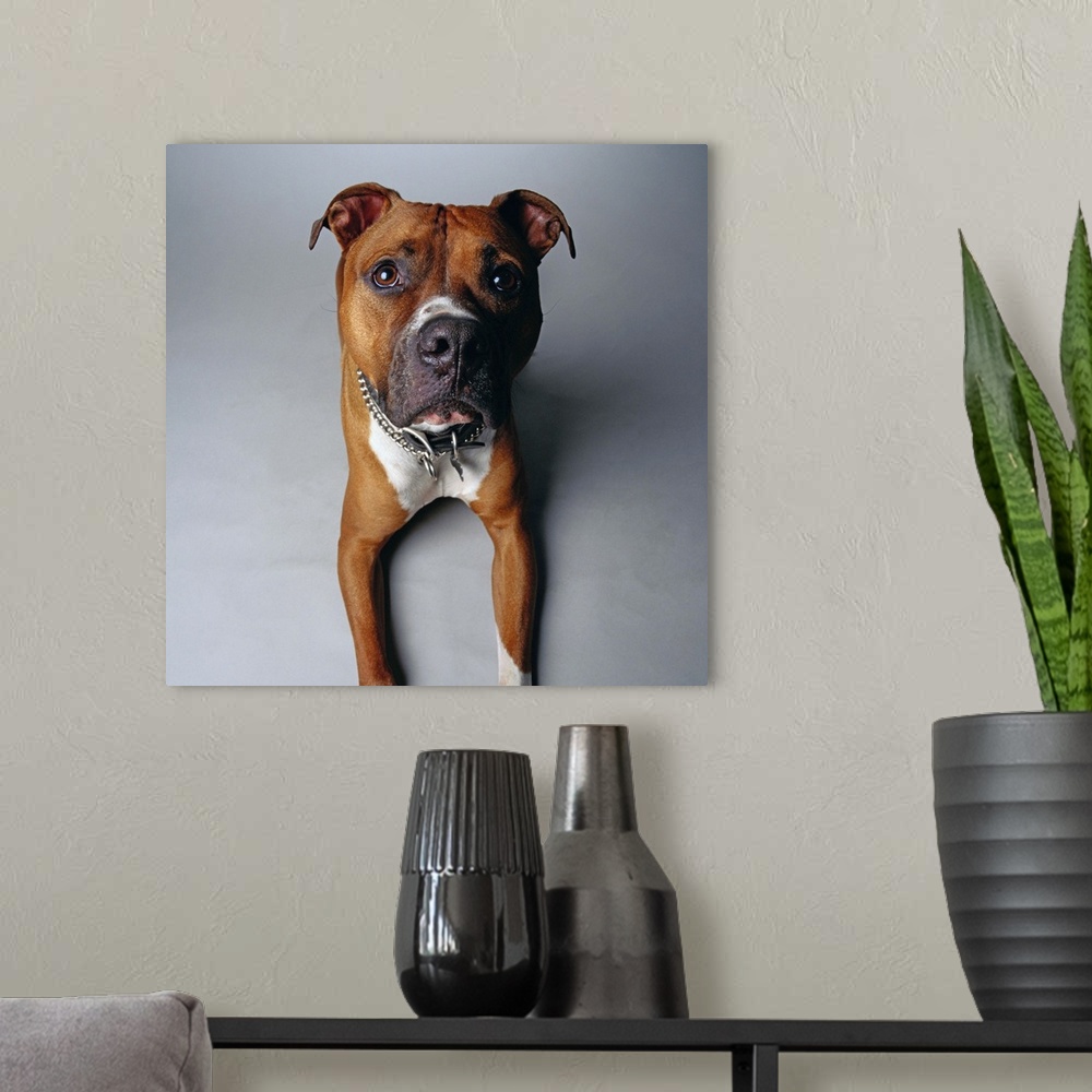 A modern room featuring Pit Bull Terrier Lying Down