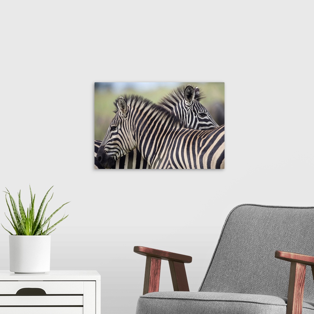 A modern room featuring Plains Zebra (Equus quagga) pair, Haga Game Park, Harare, Zimbabwe