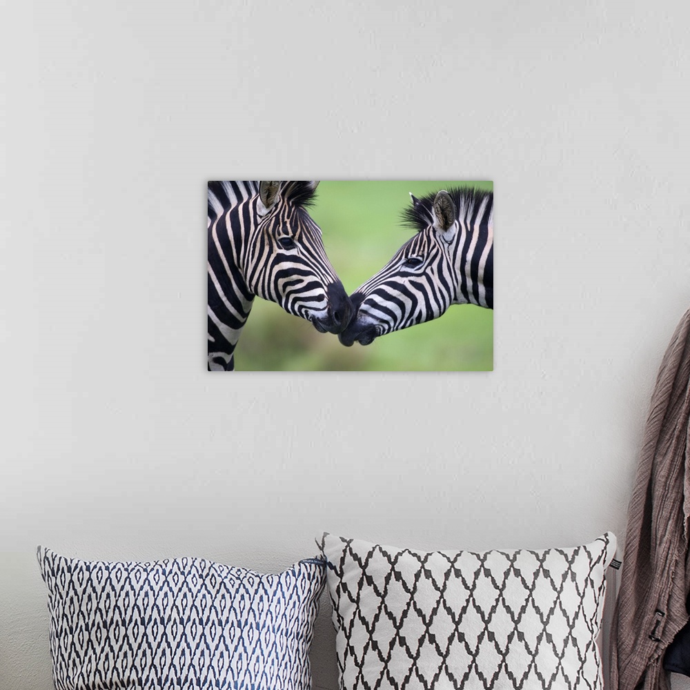 A bohemian room featuring Picture of two zebras facing each other and are nose to nose.